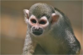 <p>KOTUL VEVEROVITÝ (Saimiri sciureus), ZOO Ústí nad Labem</p>